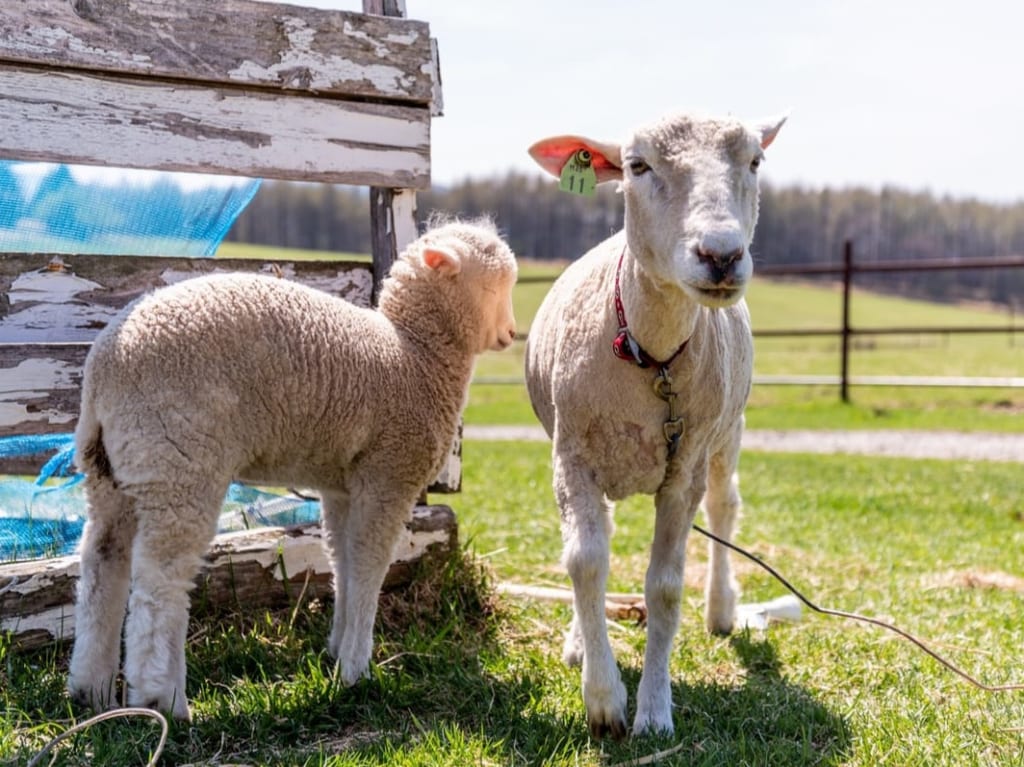 motherfarm