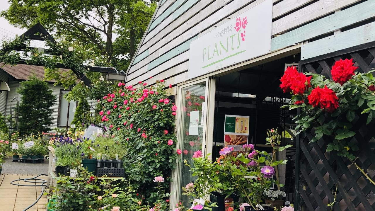 plants-rosehipcafe