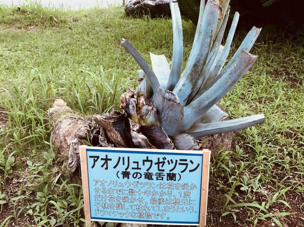 aonoryuuzetsuran