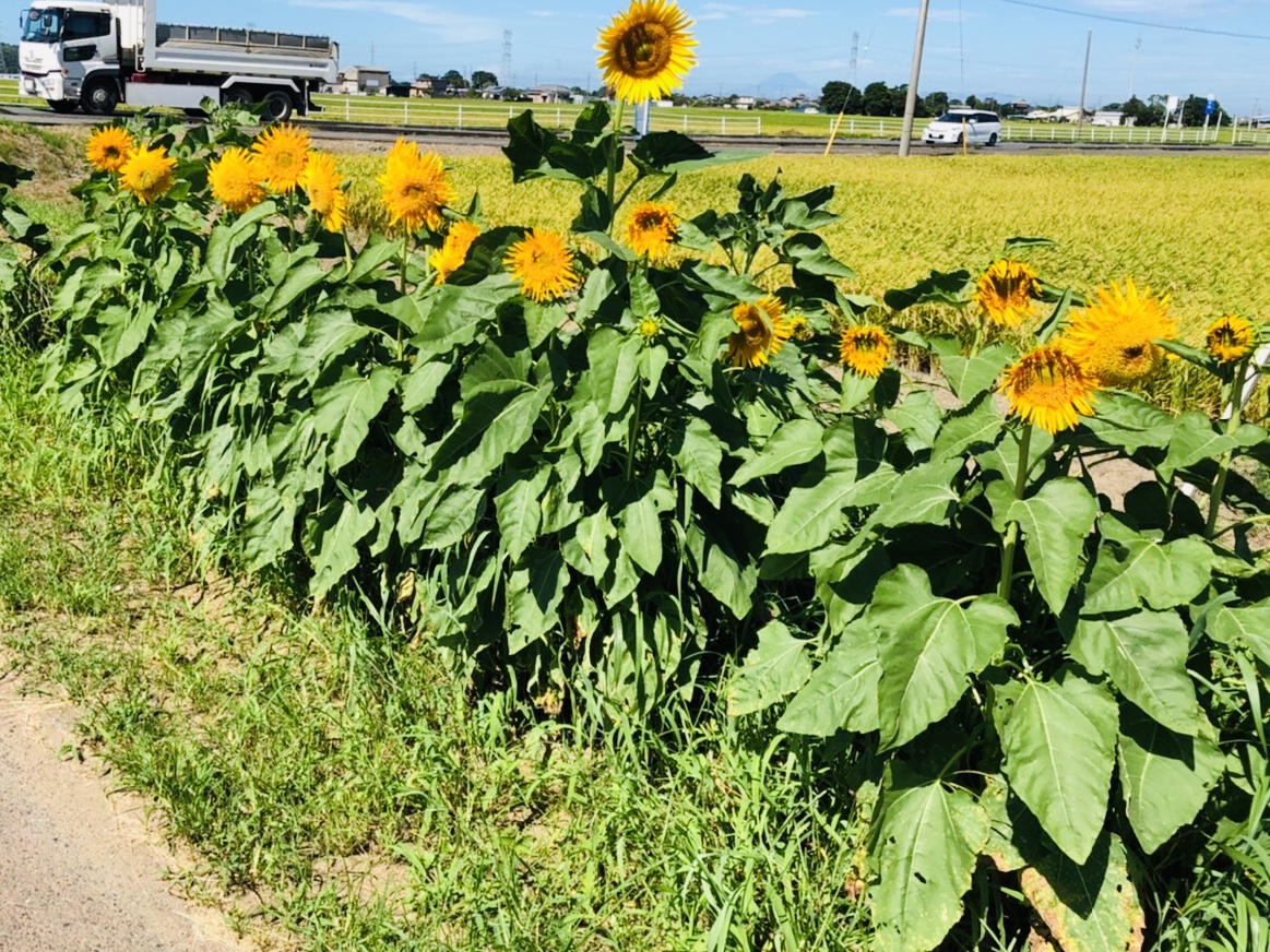 sunflower