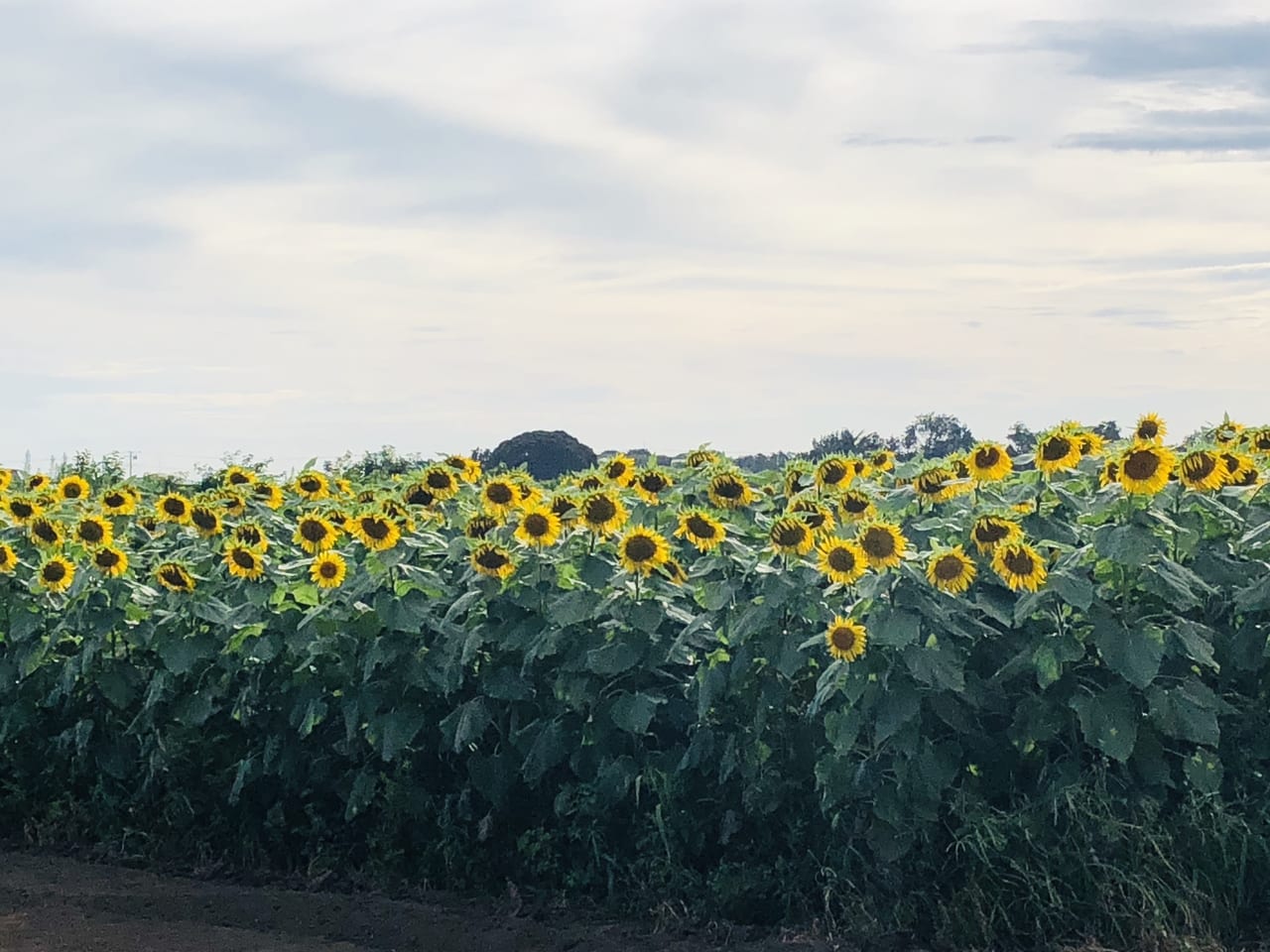 sunflower