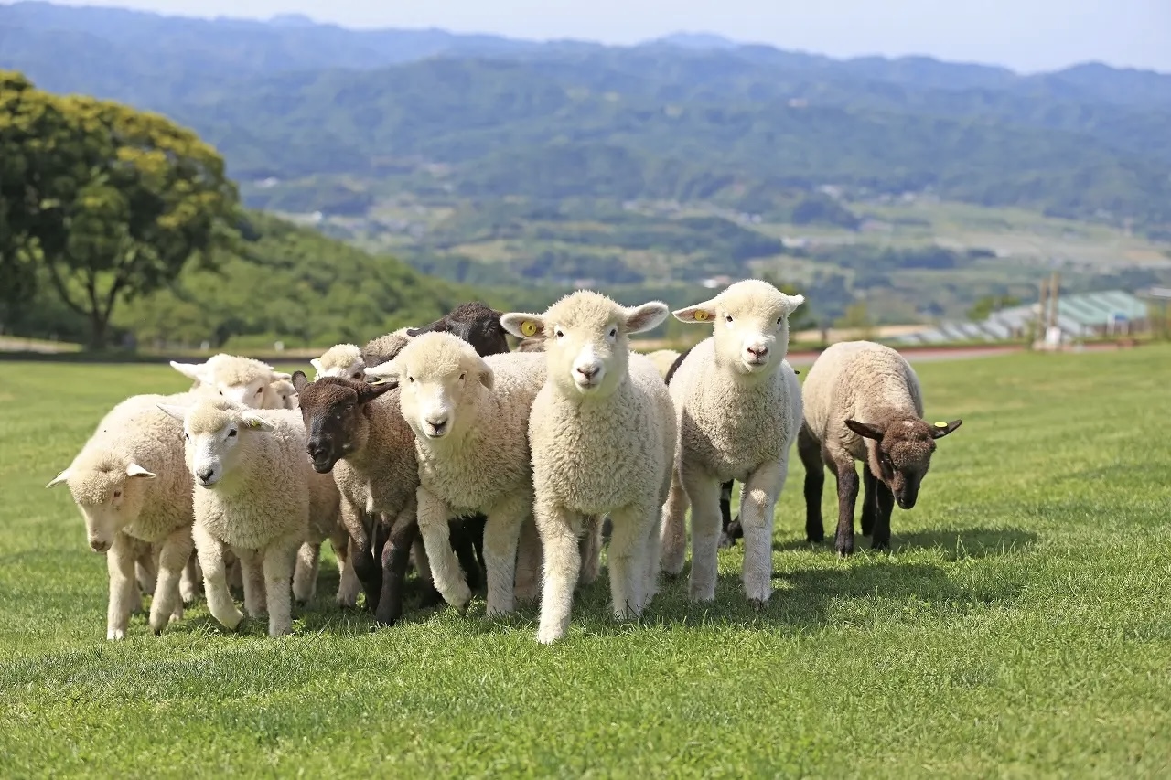 千葉県富津市にあるマザー牧場。