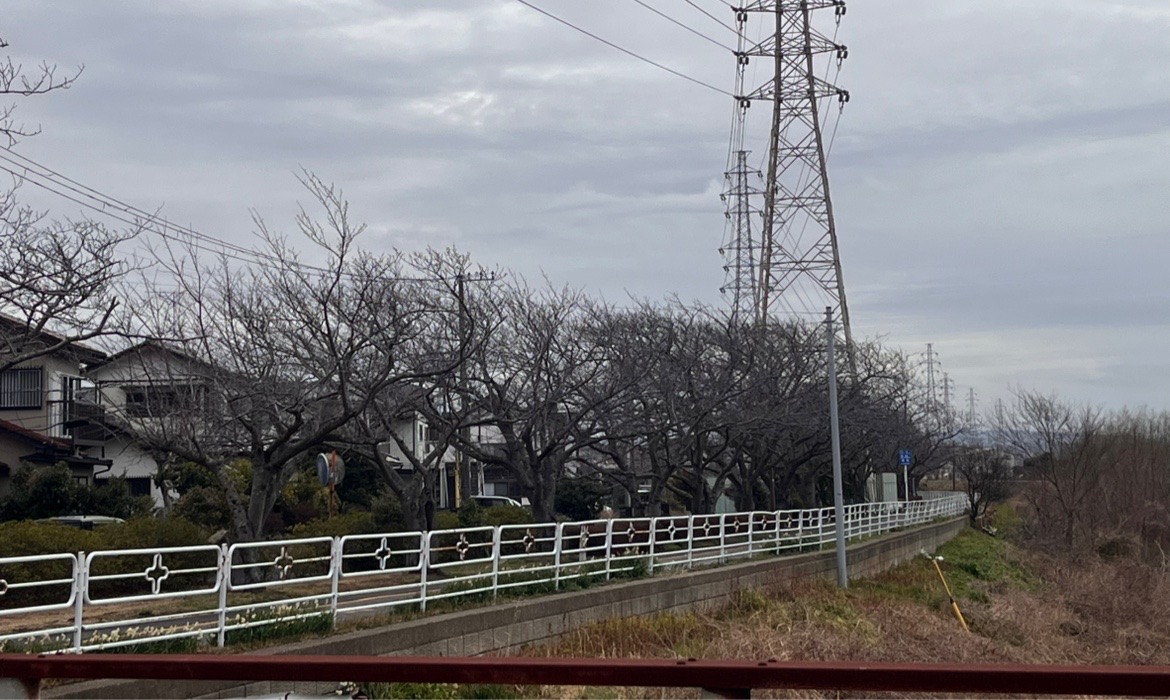 小糸川沿岸歩行者専用道