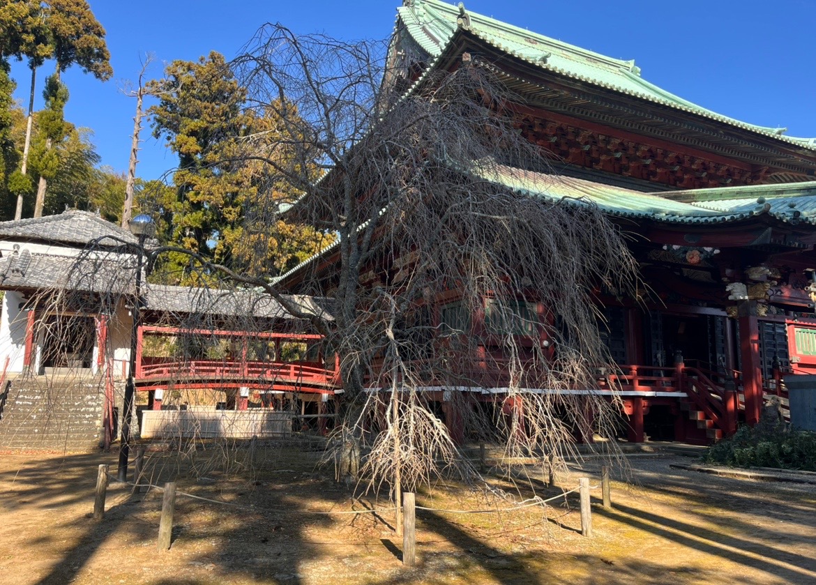 神野寺のしだれ桜。